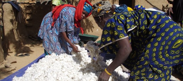 Partage du coton (5)